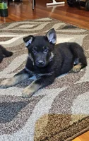 AKC Bear, a male German Shepherd Dog for sale in St. Ansgar, IA – Photo 2 of 5