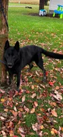 AKC Max, a male German Shepherd Dog for sale in St. Ansgar, IA – 5 of 7