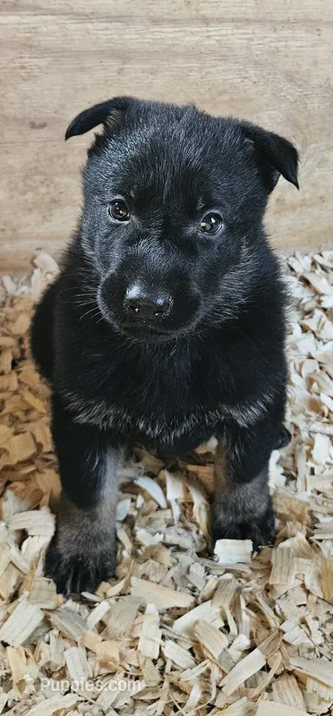 AKC Buddy, a male German Shepherd Dog for sale in St. Ansgar, IA – 1 of 7