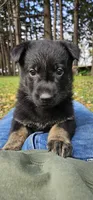 AKC Buddy, a male German Shepherd Dog for sale in St. Ansgar, IA – 3 of 7