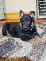 AKC Zues, a male German Shepherd Dog for sale in St. Ansgar, IA – Photo 2 of 7