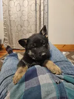 AKC Zues, a male German Shepherd Dog for sale in St. Ansgar, IA – Photo 4 of 7