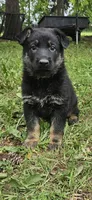 AKC Ritzy, a female German Shepherd Dog for sale in St. Ansgar, IA – 2 of 6