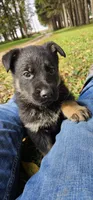 AKC Rocky , a male German Shepherd Dog for sale in St. Ansgar, IA – 5 of 8