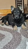 AKC Rex, a male German Shepherd Dog for sale in St. Ansgar, IA – Photo 2 of 6