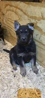 AKC Rex, a male German Shepherd Dog for sale in St. Ansgar, IA – Photo 1 of 6
