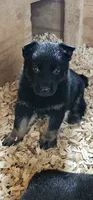 AKC Max, a male German Shepherd Dog for sale in St. Ansgar, IA – 2 of 7