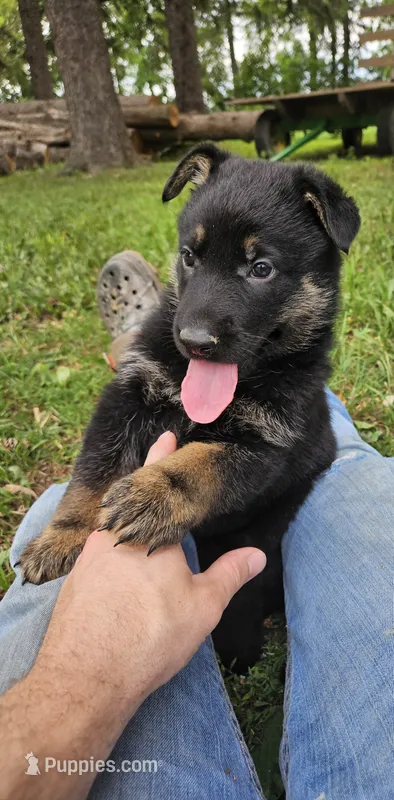 AKC Ritzy – German Shepherd Dog puppy for sale in St. Ansgar, IA