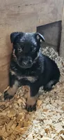 AKC Rocky , a male German Shepherd Dog for sale in St. Ansgar, IA – 2 of 8