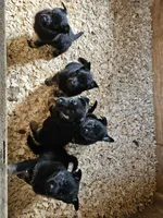 AKC Rocky , a male German Shepherd Dog for sale in St. Ansgar, IA – 8 of 8