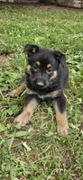AKC Angel , a female German Shepherd Dog for sale in St. Ansgar, IA – 2 of 6