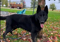AKC Zues , a male German Shepherd Dog for sale in St. Ansgar, IA – Photo 2 of 2