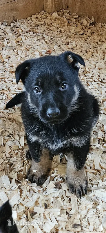 AKC Rocky , a male German Shepherd Dog for sale in St. Ansgar, IA – 1 of 8