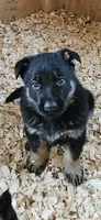 AKC Rocky , a male German Shepherd Dog for sale in St. Ansgar, IA – 1 of 8