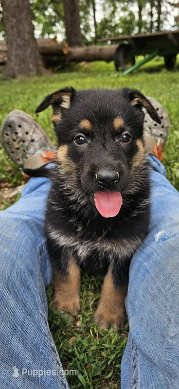 AKC Angel  – German Shepherd Dog puppy for sale in St. Ansgar, IA