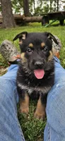 AKC Angel , a female German Shepherd Dog for sale in St. Ansgar, IA – 1 of 6