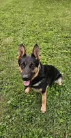 AKC Buddy, a male German Shepherd Dog for sale in St. Ansgar, IA – 2 of 7