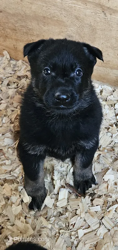 AKC Max, a male German Shepherd Dog for sale in St. Ansgar, IA – 1 of 7