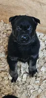 AKC Max, a male German Shepherd Dog for sale in St. Ansgar, IA – 1 of 7