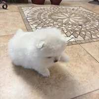 Snow, a male Pomeranian for sale in Antelope, CA – Photo 1 of 3