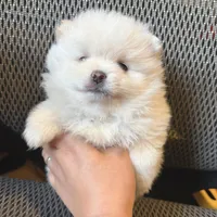 Snow, a male Pomeranian for sale in Antelope, CA – Photo 3 of 3