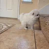 Snow, a male Pomeranian for sale in Antelope, CA – Photo 2 of 3