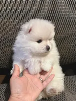 Pearl, a female Pomeranian for sale in Antelope, CA – Photo 3 of 4