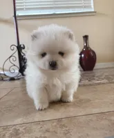 Pearl, a female Pomeranian for sale in Antelope, CA – Photo 1 of 4