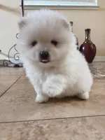 Pearl, a female Pomeranian for sale in Antelope, CA – Photo 2 of 4