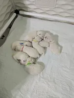 processed/015cfe3f-e2b9-42c4-b242-689ce45a2d54/listing/fe384f59-16b7-4ec7-8042-40080b323fc4/7c4bd617-8fda-4553-9d63-813e4b92e6b1