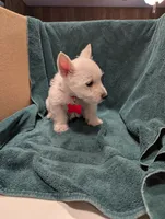 processed/015cfe3f-e2b9-42c4-b242-689ce45a2d54/listing/fe384f59-16b7-4ec7-8042-40080b323fc4/8021c80e-1df1-4cdd-84fc-c8062fc8a523