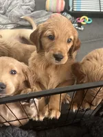 Bear, a male Goldendoodle for sale in Decatur, GA – 2 of 6