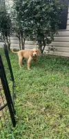 Staci, a female Goldendoodle and Golden Retriever for sale in Atlanta, GA – 3 of 3