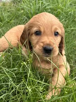 Bear, a male Goldendoodle for sale in Decatur, GA – 6 of 6