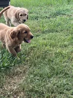 Bear, a male Goldendoodle for sale in Decatur, GA – 3 of 6