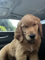 Bear, a male Goldendoodle for sale in Decatur, GA – 4 of 6
