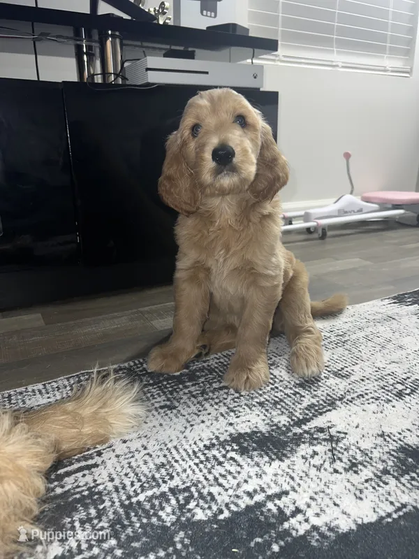 Teddy – Goldendoodle puppy for sale in Decatur, GA