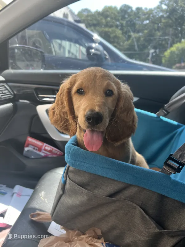Staci  – Goldendoodle, Golden Retriever puppy for sale in Atlanta, GA