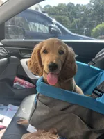 Staci, a female Goldendoodle and Golden Retriever for sale in Atlanta, GA – 2 of 3