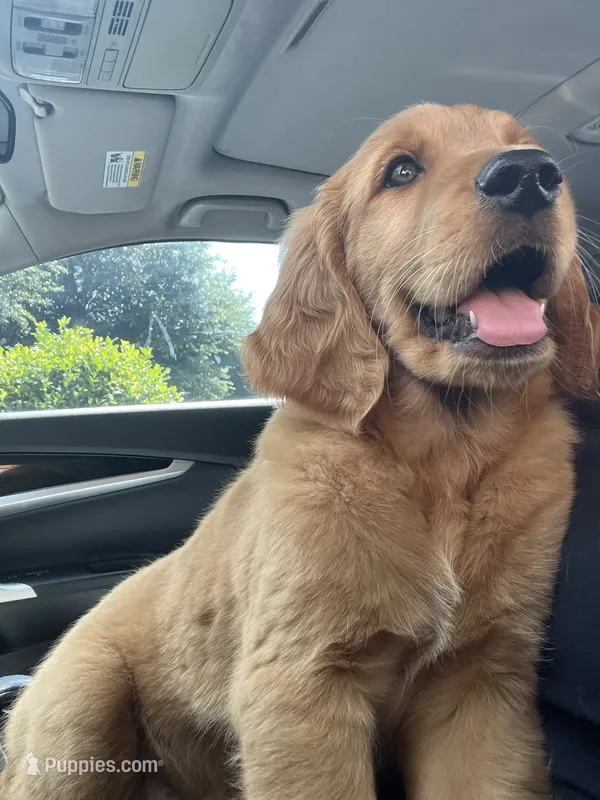 Bear – Goldendoodle puppy for sale in Decatur, GA
