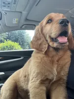 Bear, a male Goldendoodle for sale in Decatur, GA – 1 of 6