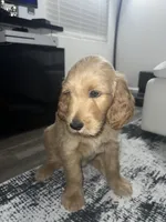 Teddy, a male Goldendoodle for sale in Decatur, GA – 5 of 5