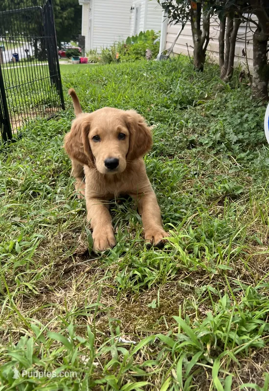 Staci – Goldendoodle, Golden Retriever puppy for sale in Atlanta, GA