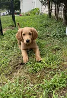Staci, a female Goldendoodle and Golden Retriever for sale in Atlanta, GA – 1 of 3