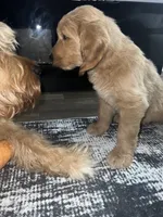 Teddy, a male Goldendoodle for sale in Decatur, GA – 4 of 5