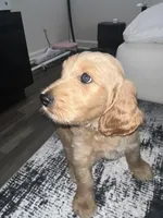 Teddy, a male Goldendoodle for sale in Decatur, GA – 3 of 5
