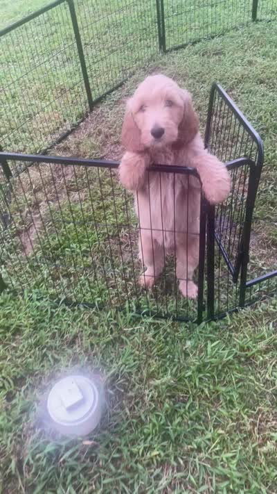 Teddy, a male Goldendoodle for sale in Atlanta, GA – 6 of 6