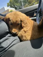 Bear, a male Goldendoodle for sale in Decatur, GA – 5 of 6