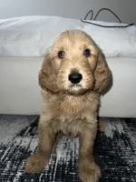 Teddy, a male Goldendoodle for sale in Decatur, GA – 2 of 5