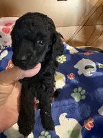 Waylon , a male Poodle - Miniature  for sale in Pine City, MN – 6 of 10